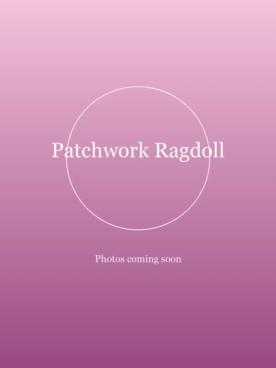 Patchwork Ragdoll party character in San Jose